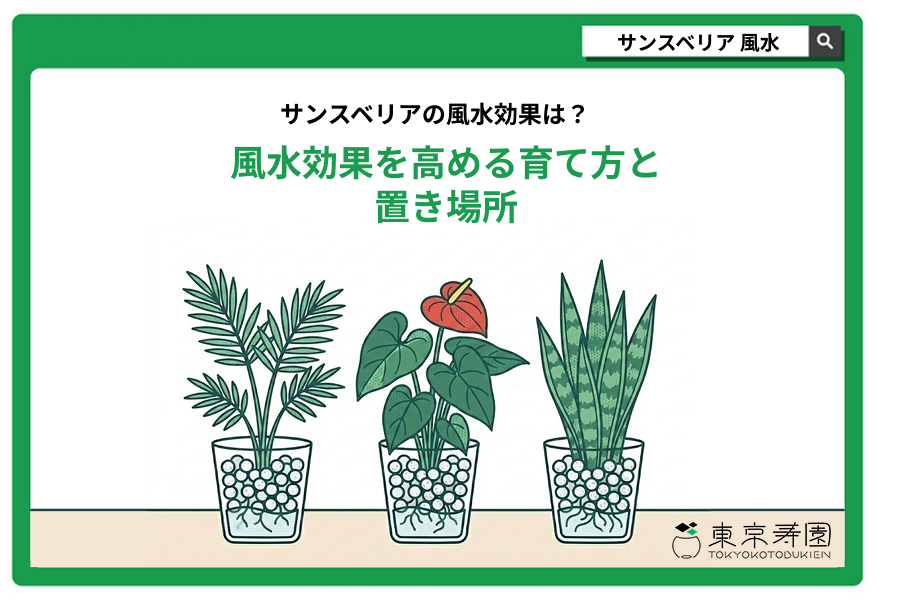 サンスベリア　風水