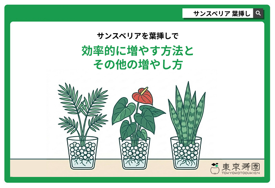 サンスベリア　葉挿し