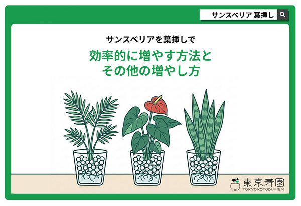 サンスベリアを葉挿しで効率的に増やす方法とその他の増やし方