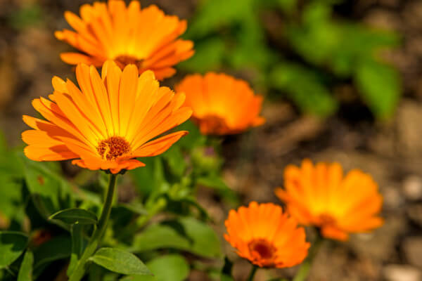 キンセンカの花言葉とは？花言葉の由来から贈られるシーンまで紹介！