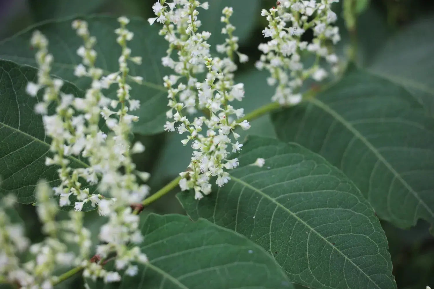 イタドリ（虎杖）の花言葉とは？花言葉の由来や贈り物のシーンを紹介！