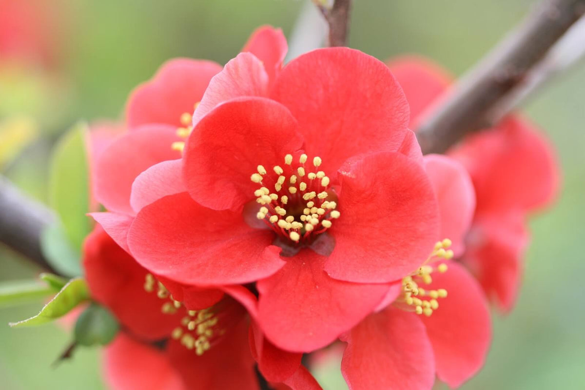 ボケの花言葉とは？花言葉の由来から贈られるシーンまで紹介！