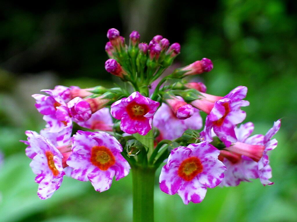 クリンソウの花言葉とは？花言葉の由来から贈られるシーンまで紹介！