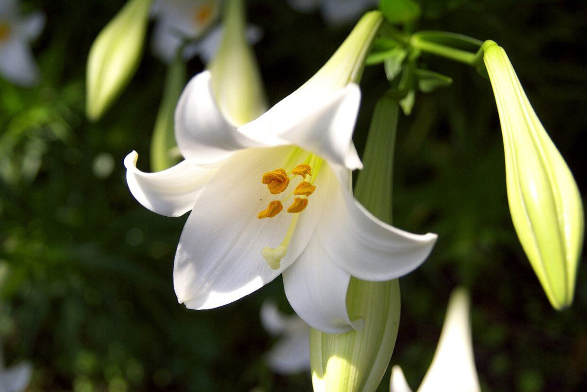 テッポウユリの花言葉とは？花言葉の由来から贈られるシーンまで紹介！