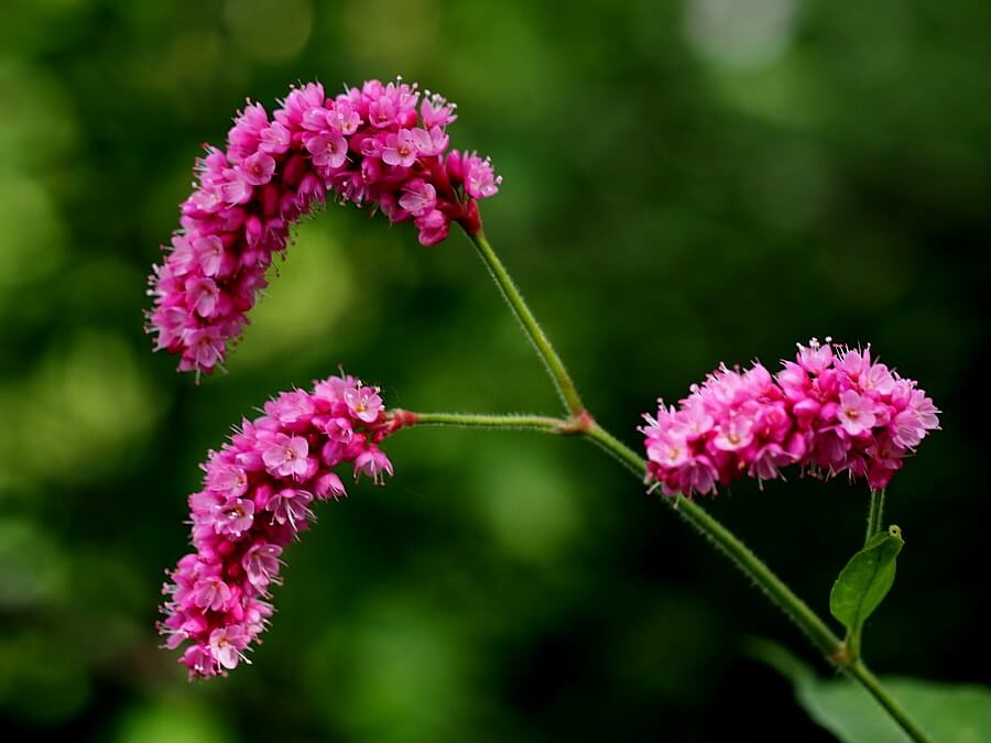 藍の花言葉とは？花言葉の由来から贈られるシーンまで紹介！