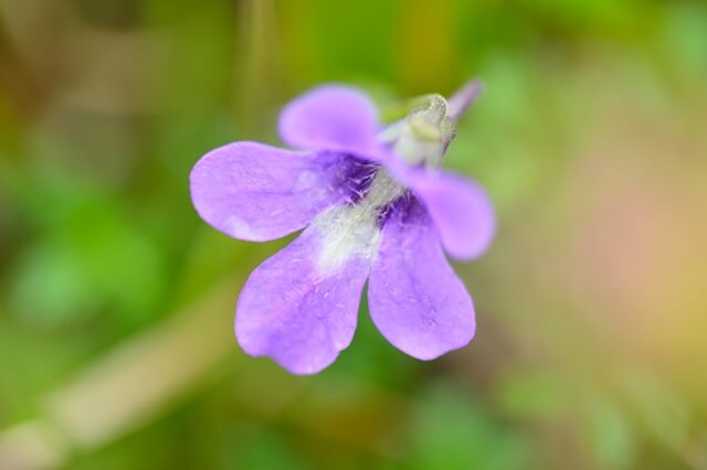 ムシトリスミレの花言葉とは？花言葉の由来から贈られるシーンまで紹介！