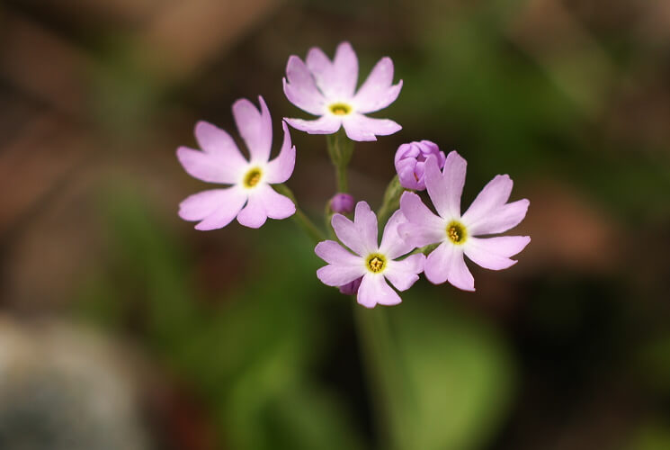 ユキワリソウの花言葉とは？花言葉の由来から贈られるシーンまで紹介！