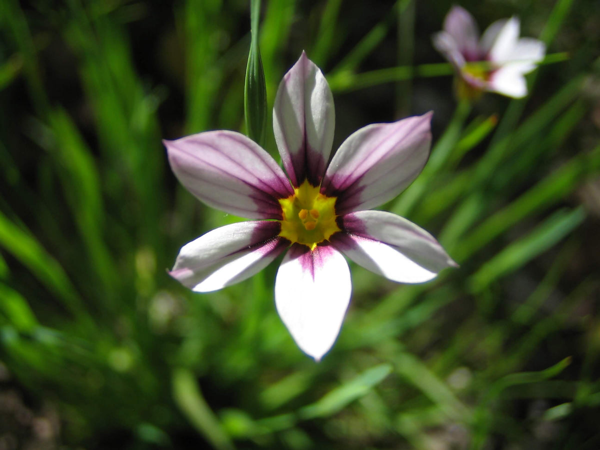 ニワゼキショウの花言葉とは？花言葉の由来から贈られるシーンまで紹介！