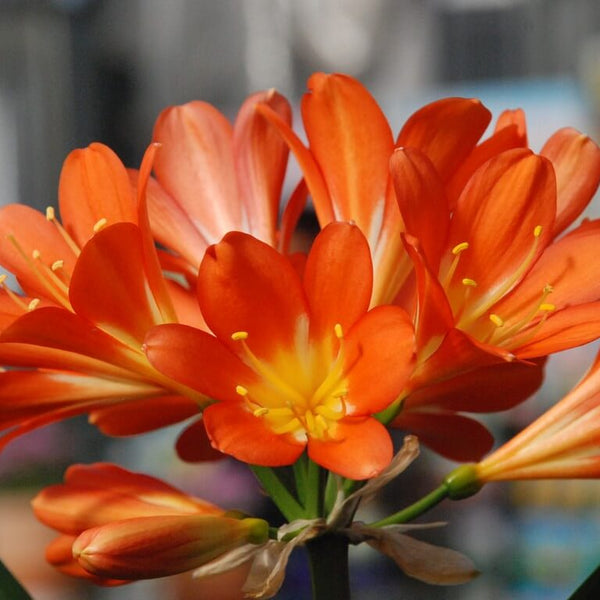 クンシラン オレンジ色 多数の花　開花終了 クンシラン オレンジ色 多数の花 開花終了 - メルカリ