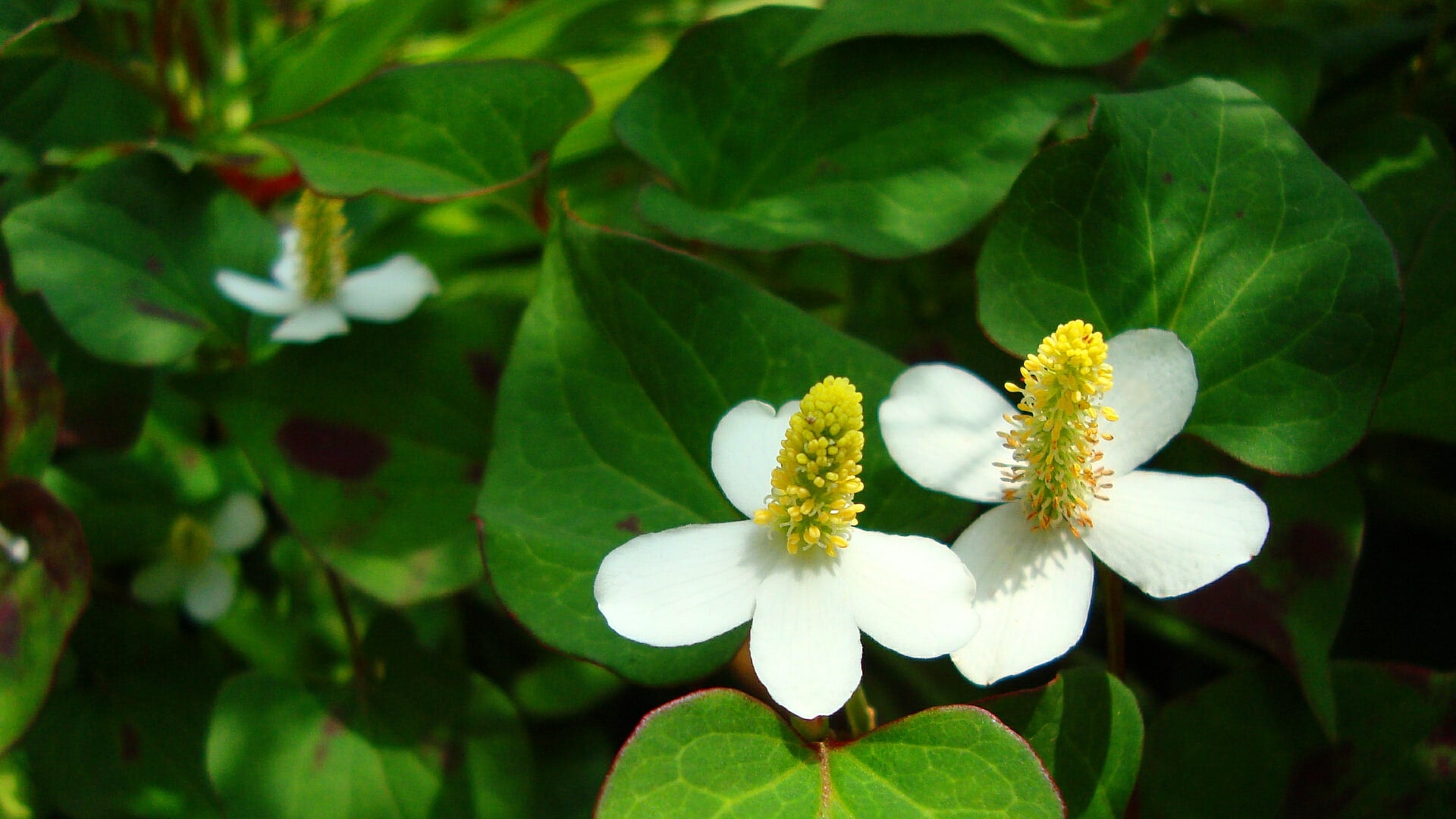 ドクダミの花言葉とは？英語の花言葉や由来、贈り物の体験談を紹介！