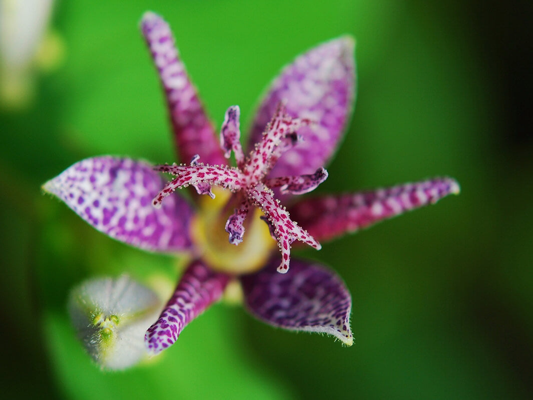 ホトトギスの花言葉とは？花言葉の由来から贈られるシーンまで紹介！