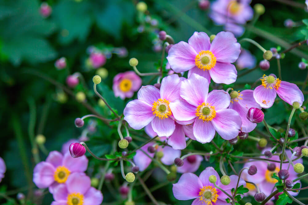 シュウメイギクの花言葉とは？花言葉の由来から贈られるシーンまで紹介！