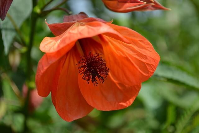 アブチロンの花言葉とは？花言葉の由来から贈られるシーンまで紹介！