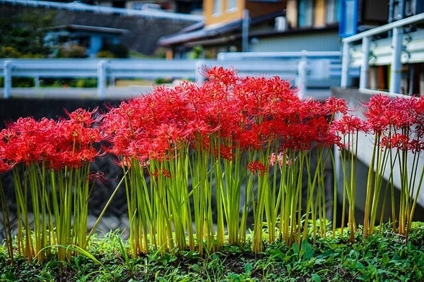 彼岸花は植えてはいけないって本当？理由や植える際の注意点を紹介