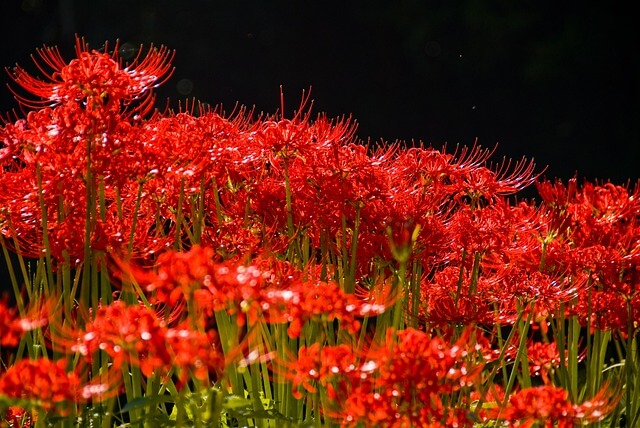 埼玉県の彼岸花の名所や穴場を紹介！見頃の時期や開花状況は？