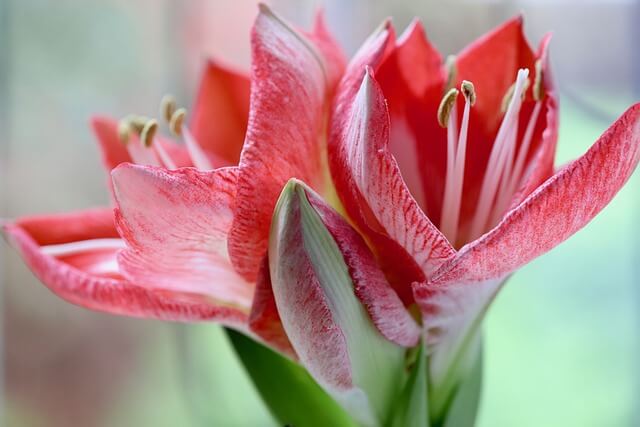 アマリリスの花言葉とは？花言葉の由来から贈られるシーンまで紹介！