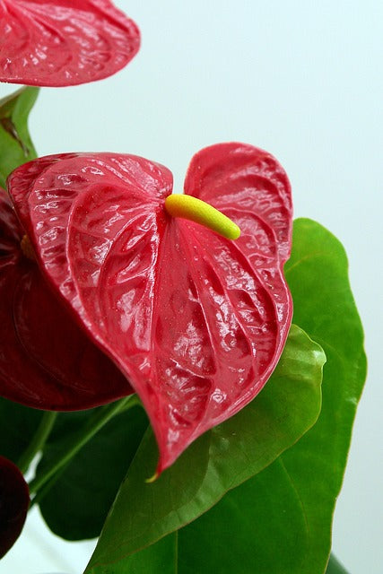 アンスリウムの花言葉を知ろう！カラー別の花言葉の意味と由来