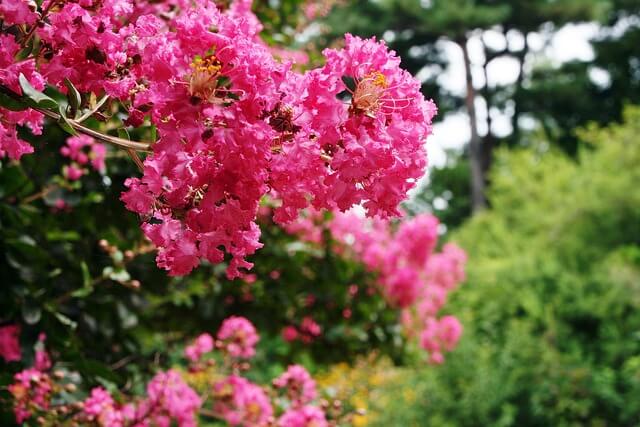サルスベリを植えると後悔するって本当？原因や正しい育て方を紹介