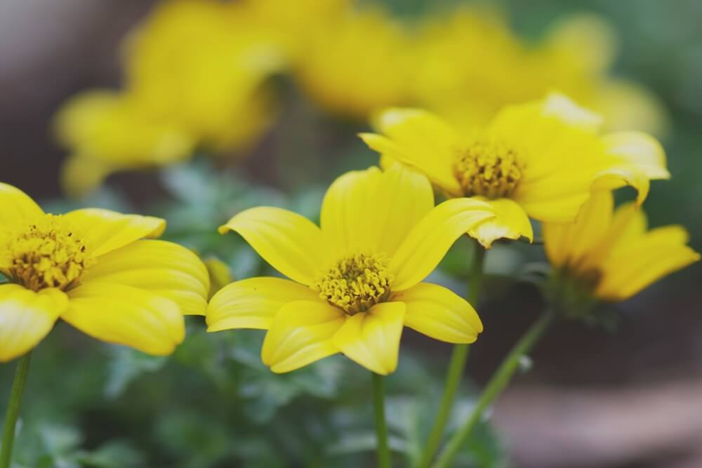 ビデンスの花言葉とは？花言葉の由来から贈られるシーンまで紹介！