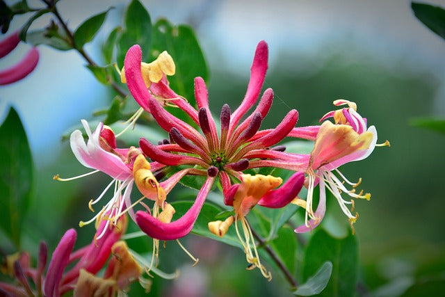 スイカズラの花言葉とは？由来や贈り物シーン、体験談まで徹底紹介！