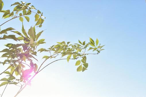 【2024年】シンボルツリーアオダモのおすすめランキング8選を紹介！育て方まで