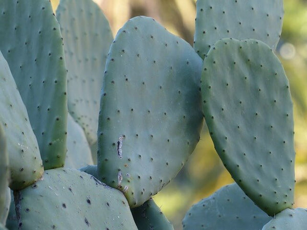 yuta namekata | 棘無し象牙丸斑入り🌵 #コリファンタ #象牙丸
