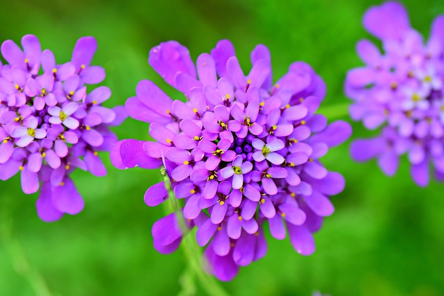 ハート型のウンベラータの花言葉とは？由来や贈る際の注意点まで徹底解説
