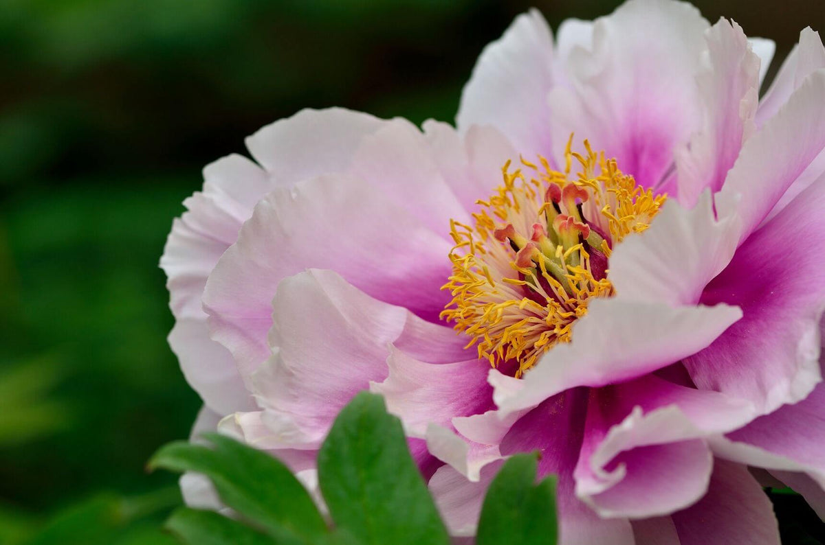 ボタンの花言葉とは？花言葉の由来から贈られるシーンまで紹介！