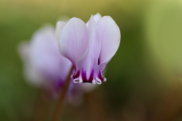 ガーデンシクラメンの花言葉とは？花言葉の由来から贈られるシーンまで紹介！