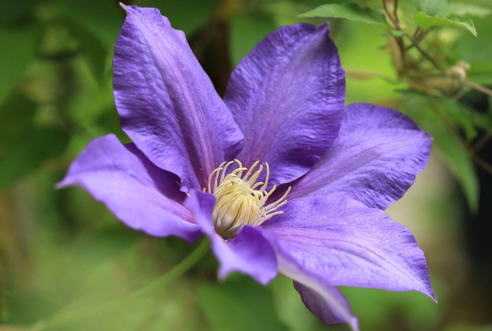 クレマチスの花言葉とは？花言葉の由来から贈られるシーンまで紹介！