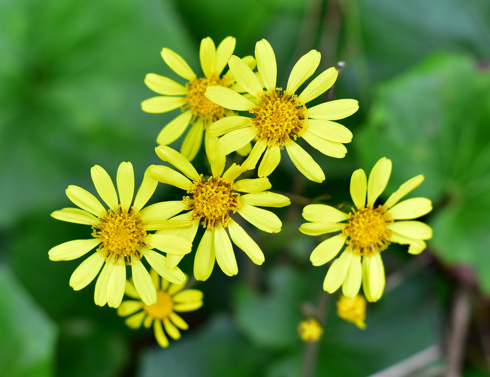 ツワブキの花言葉とは？花言葉の由来や贈り物のシーンまで徹底解説！