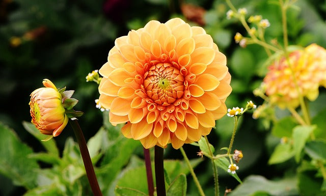 【2025年】秋の花のおすすめランキング10選を紹介！アレンジメントまで