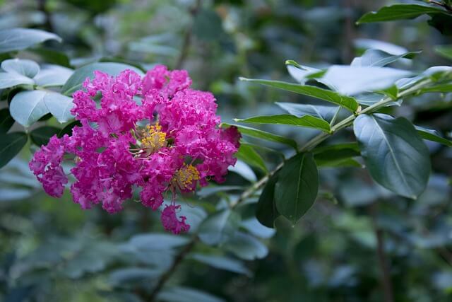 サルスベリの花言葉とは？花言葉の由来から贈られるシーンまで紹介！