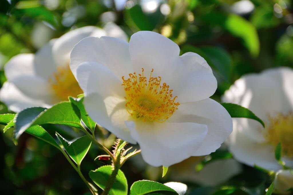 ナニワイバラの花言葉とは？花言葉の由来から贈られるシーンまで紹介！