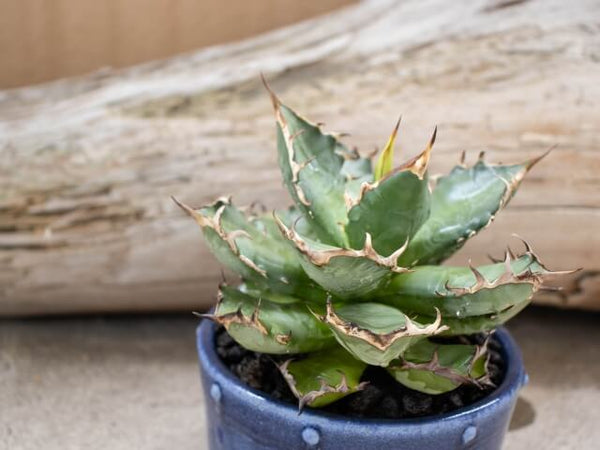 アガベ アガベ チタノタブルー 2023年実生 選抜 2株セット 【公式通販】