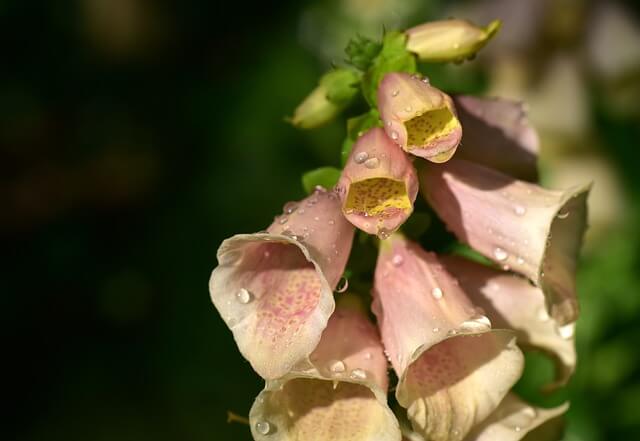 ジギタリスの花言葉とは？花言葉の由来から贈られるシーンまで紹介！