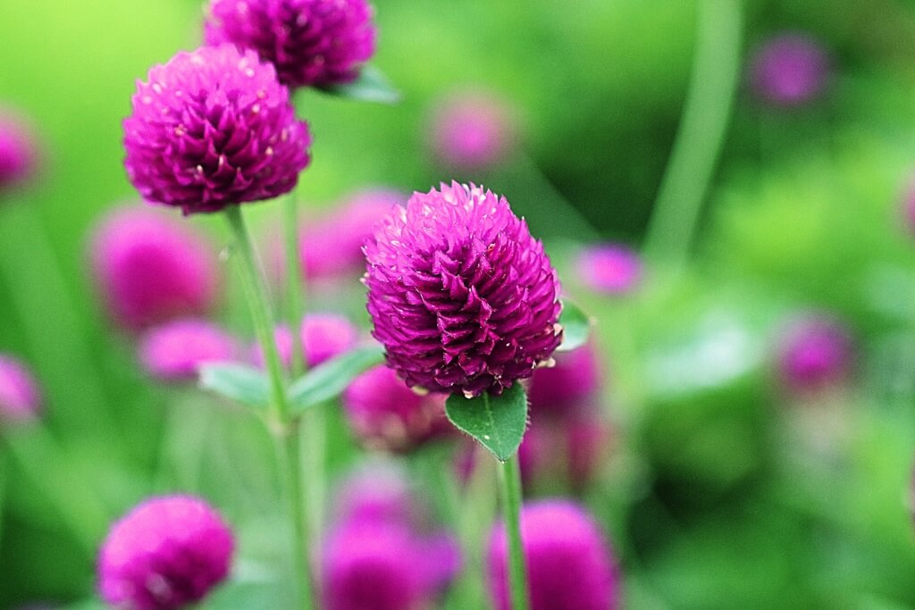 センニチコウの花言葉とは？花言葉の由来から贈られるシーンまで紹介！