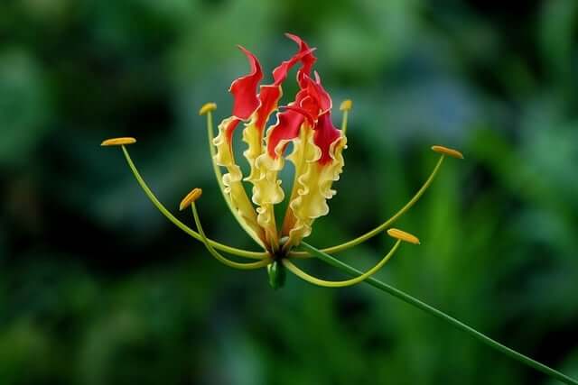 グロリオサの花言葉とは？色別の花言葉や由来、贈り物の体験談を紹介！