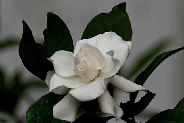 クチナシの花言葉とは？花言葉の由来から贈られるシーンまで紹介！