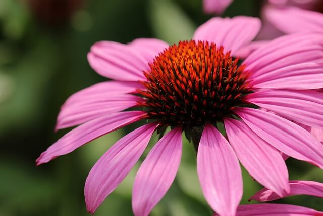 エキナセアの花言葉とは？花言葉の由来から贈られるシーンまで紹介！