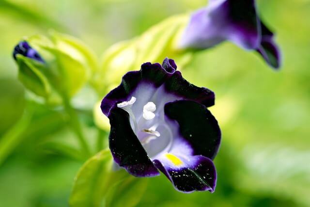 トレニアの花言葉とは？花言葉の由来から贈られるシーンまで紹介！