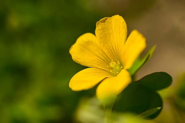 オキザリスの花言葉とは？花言葉の由来から贈られるシーンまで紹介！