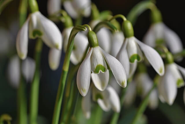 スノードロップの花言葉とは？花言葉の由来から贈られるシーンまで紹介！