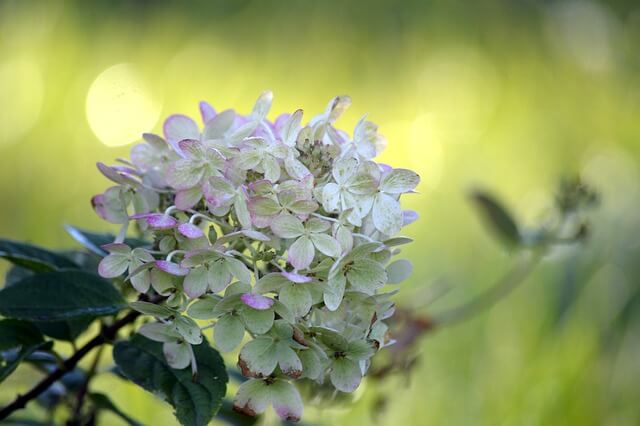 ノリウツギの花言葉とは？花言葉の由来から贈られるシーンまで紹介！