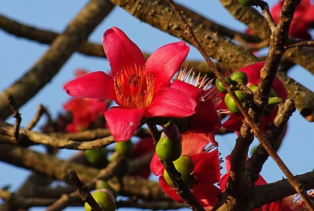 カポックの花言葉とは？贈り物のタイミングやケア方法を徹底解説