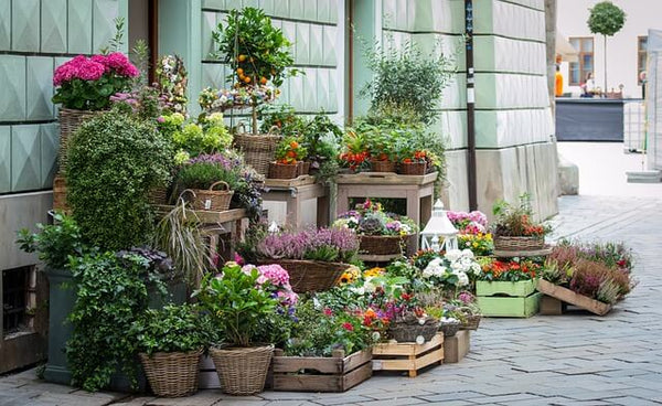 【フラワーデザイナー厳選】札幌にあるおすすめの観葉植物専門店や園芸店13選