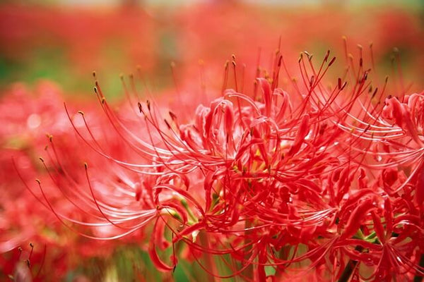 flowers-