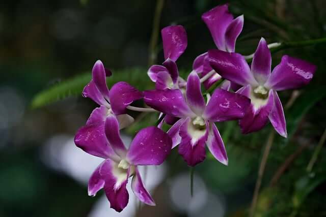 デンドロビウムの花言葉とは？花言葉の由来から贈られるシーンまで紹介！