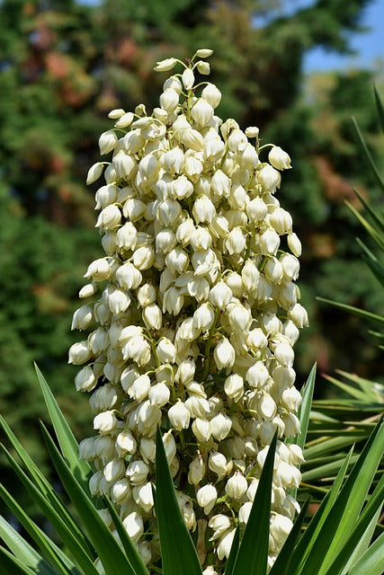 ユッカ（青年の木）の花言葉とは？由来や贈るシーン、ケア方法を徹底解説！