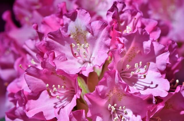 ハナビシソウの花言葉とは？花言葉の由来から贈られるシーンまで紹介！